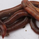 Würmer im Gartenkompost
