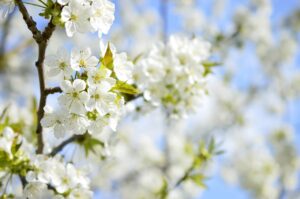 Kirschblüte – Erstfrühling