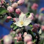 Blüten und Knospen an einem Apfelbaumzweig