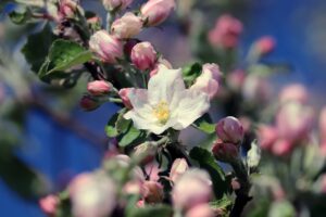 Keine Blüten am Apfelbaum – Checkliste