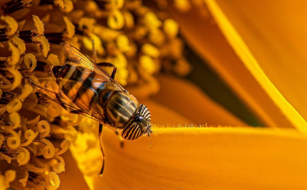 Biene an einer Blüte Nahaufnahme