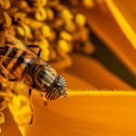 Biene an einer Blüte Nahaufnahme