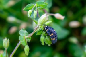 Marienkäferlarven fressen Blattläuse