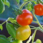 Fruchtstand einer Tomatenpflanze
