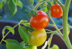 Tomatenpflanzen ausgeizen