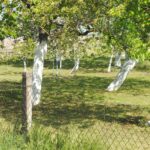 Baumwiese mit weißgetünchten Obstbäumen