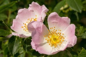 Blüten einer Hundsrose (Rose canina)