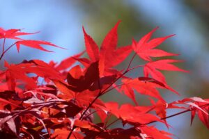 Herbstlich rot gefärbte Blätter eines Fächerahorns (Acer palmatum)