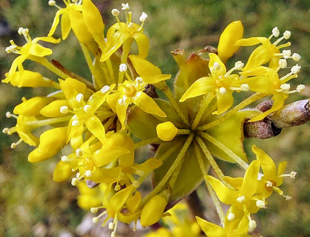 Gelbe Blüten in Nahaufnahme