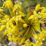 Gelbe Blüten in Nahaufnahme Kornelkirsche, Cornus mas