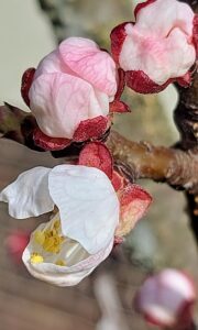 Marienkäfer und Aprikosenblüte