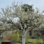 Kirschbaumblüte Süßkirsche 2024