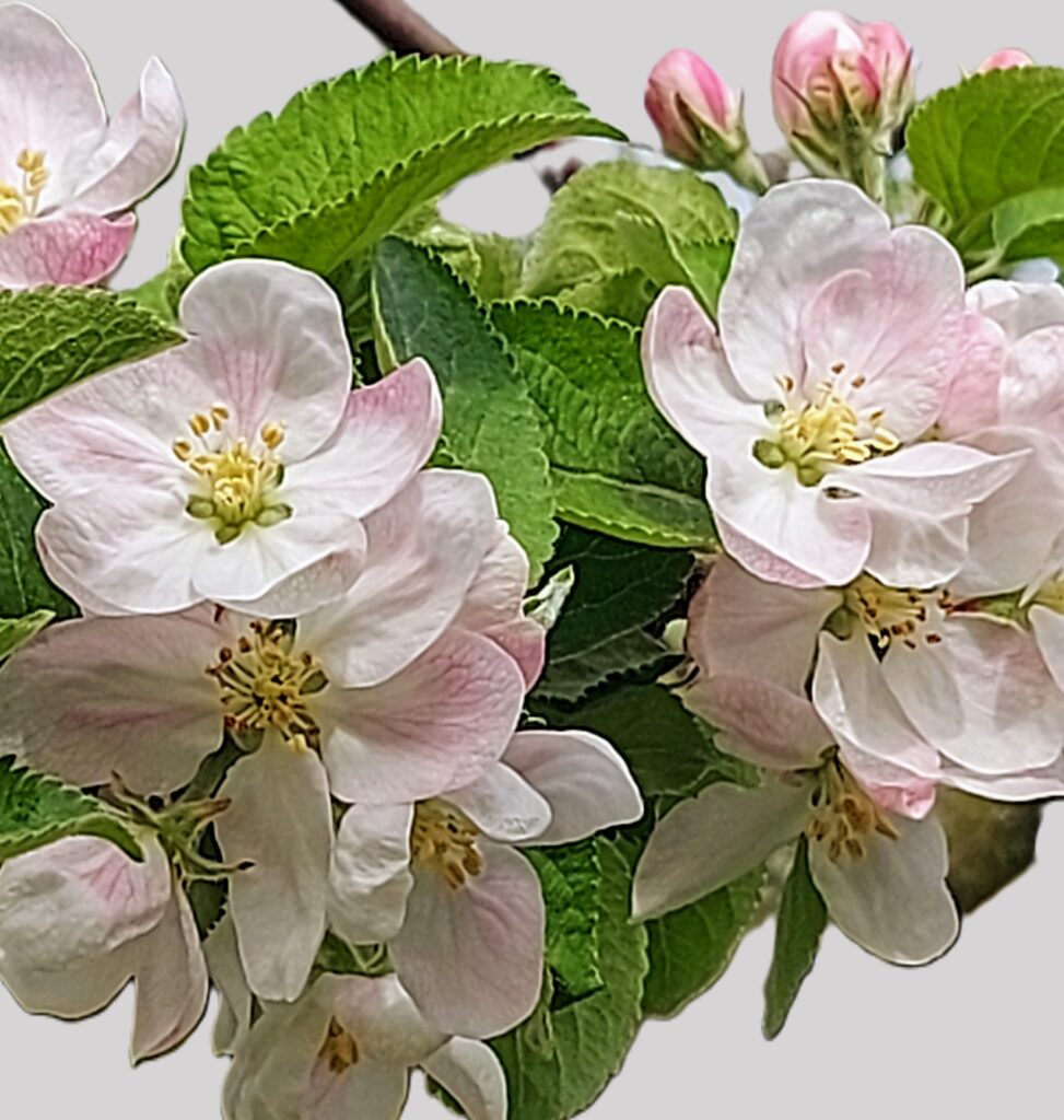 Apfelbaum Blüten 2024 freigestellt