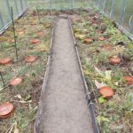 Gewächshaus mit Gurken, Tomaten und Paprika. Bewässerung durch abgedeckte und eingegrabene Tontöpfe