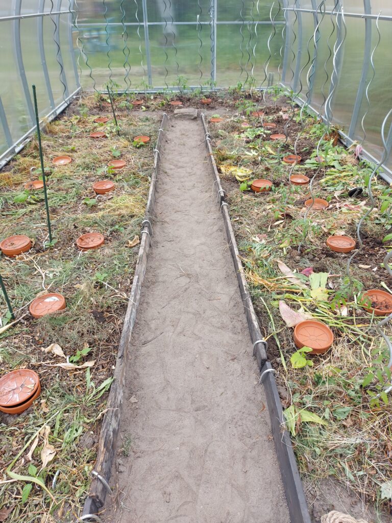 Gewächshaus mit Gurken, Tomaten und Paprika. Bewässerung durch abgedeckte und eingegrabene Tontöpfe