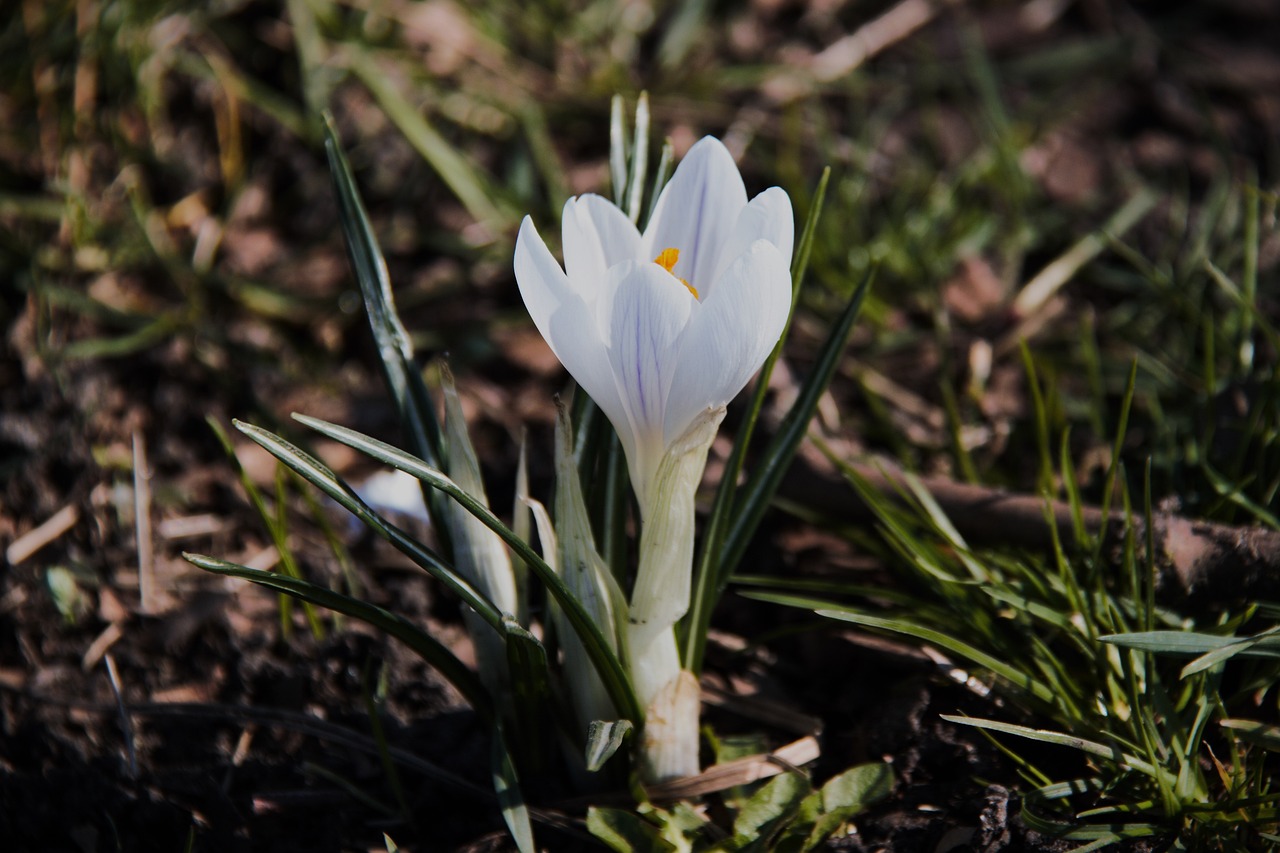 Frühlingsblüher auf der Baumscheibe